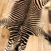 Very nice tanned zebra skin