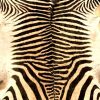 Very nice tanned zebra skin