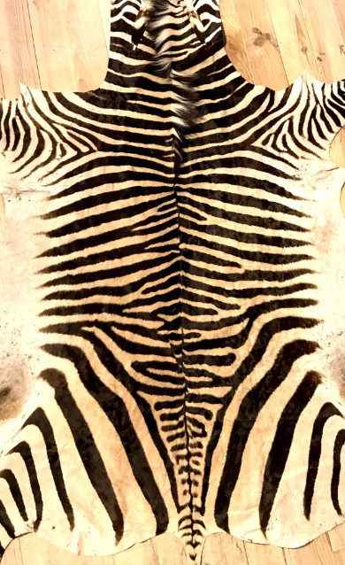 Very nice tanned zebra skin