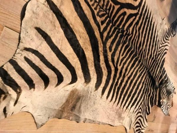 Very nice tanned zebra skin