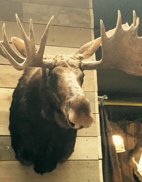 Very nice trophy head an a Canadian moose