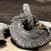 Mouflon sheep skull mounted on hard stone pedestal