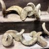 Very niced shaped horns of merino sheep