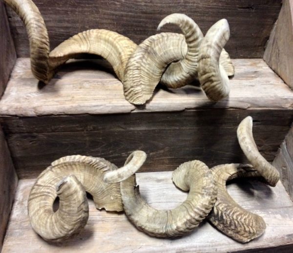 Very niced shaped horns of merino sheep