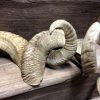 Very niced shaped horns of merino sheep