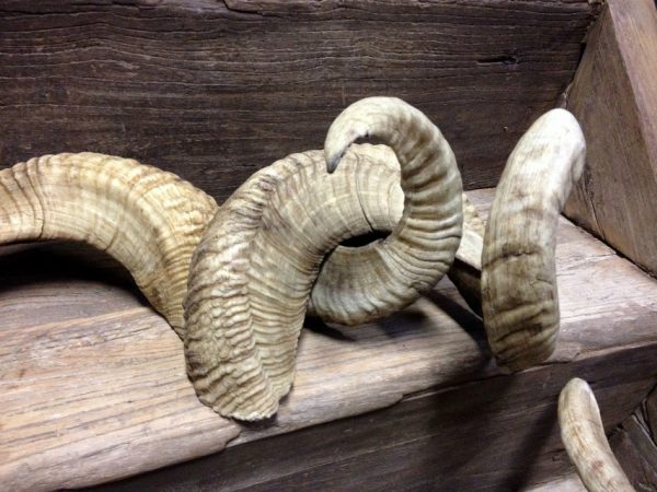 Very niced shaped horns of merino sheep