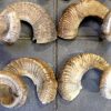 Very niced shaped horns of merino sheep