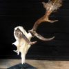 Very special abnorm antlers of a fallow deer