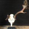 Very special abnorm antlers of a fallow deer