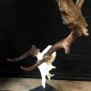 Very special abnorm antlers of a fallow deer