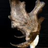 Very special abnorm antlers of a fallow deer