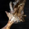 Particularly large and heavy antlers of a fallow deer