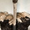 Very special taxidermy ostrich