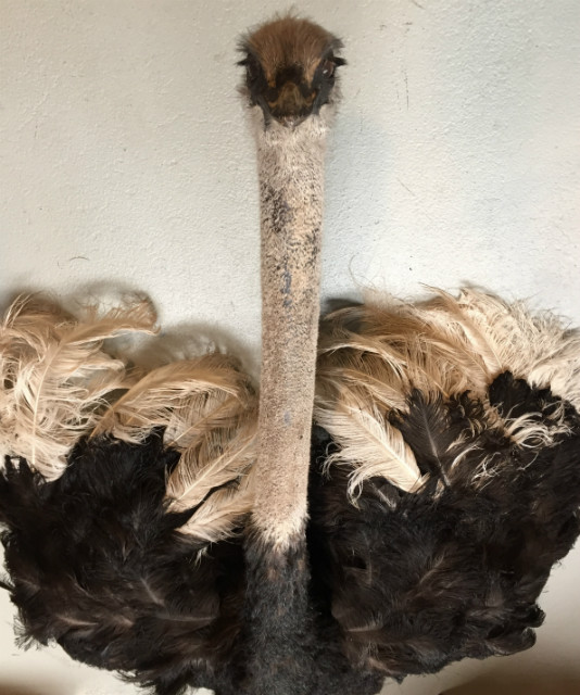 Zeer bijzondere opgezette struisvogel