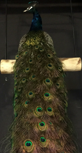 Very unique stuffed peacock on a swing