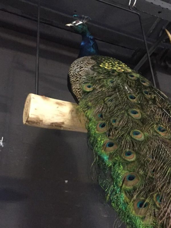 Very unique stuffed peacock on a swing
