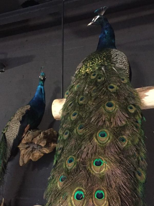 Very unique stuffed peacock on a swing