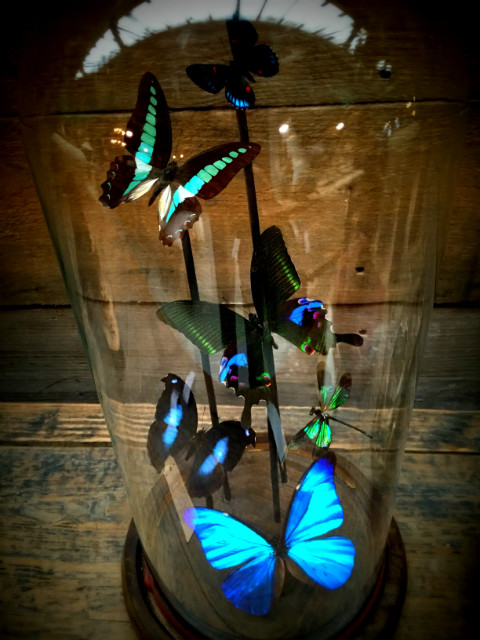 Victoriaanse stolp met vlinders
