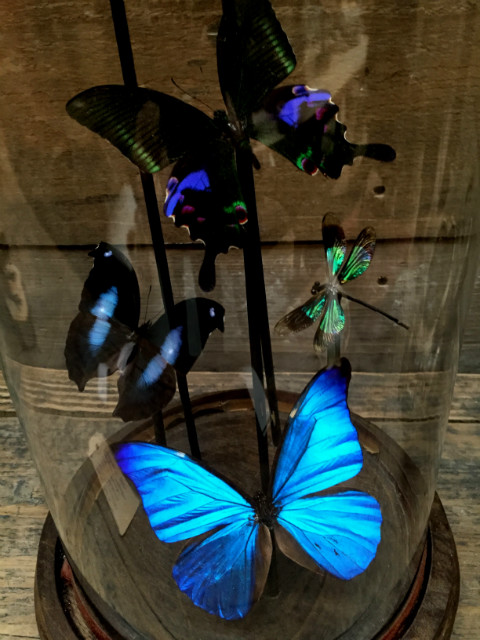 Victorianische Glasglocke mit Schmetterlingen