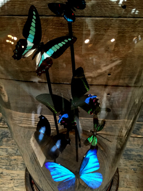 Victorianische Glasglocke mit Schmetterlingen