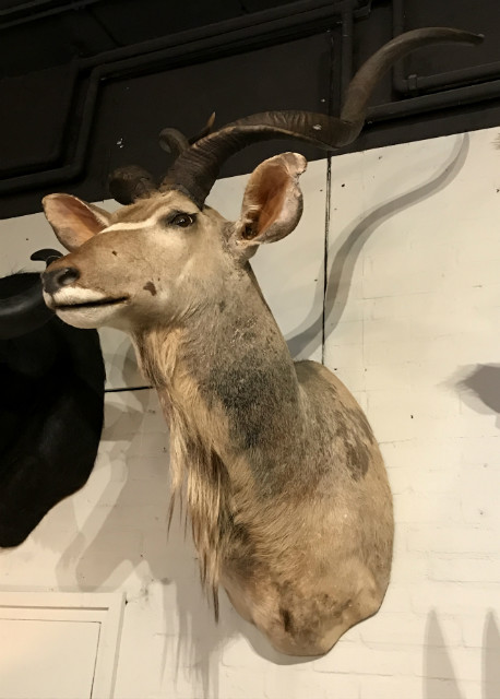 Vintage hunting trophy of a kudu
