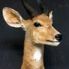 Vintage mounted head of a bushbuck