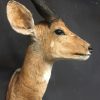 Vintage mounted head of a bushbuck