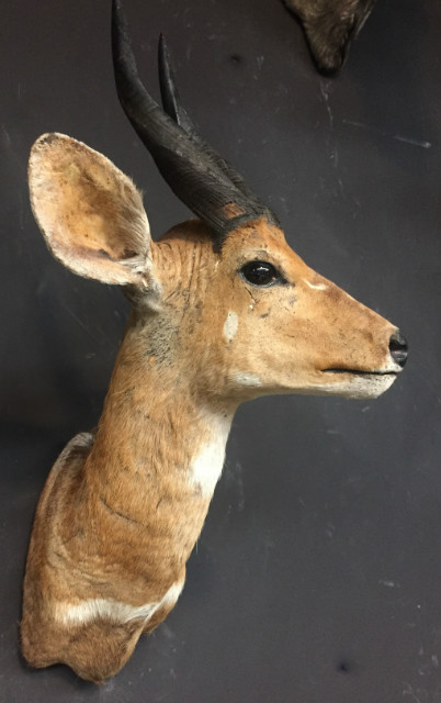 Vintage mounted head of a bushbuck