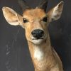 Vintage mounted head of a bushbuck