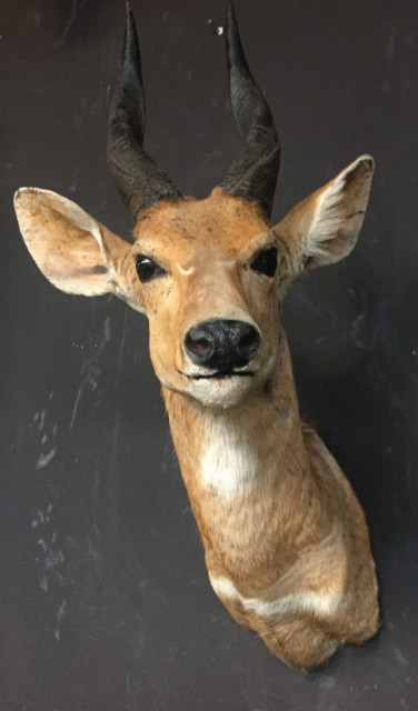 Vintage opgezet kopje van een bushbok