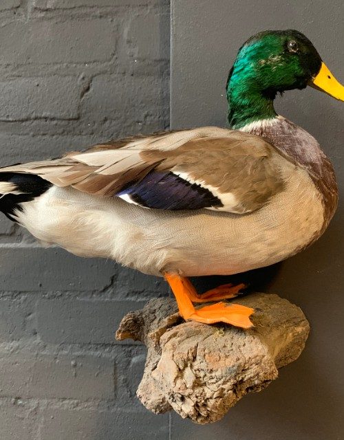 Vintage ausgestopfter Ente für die Wand.