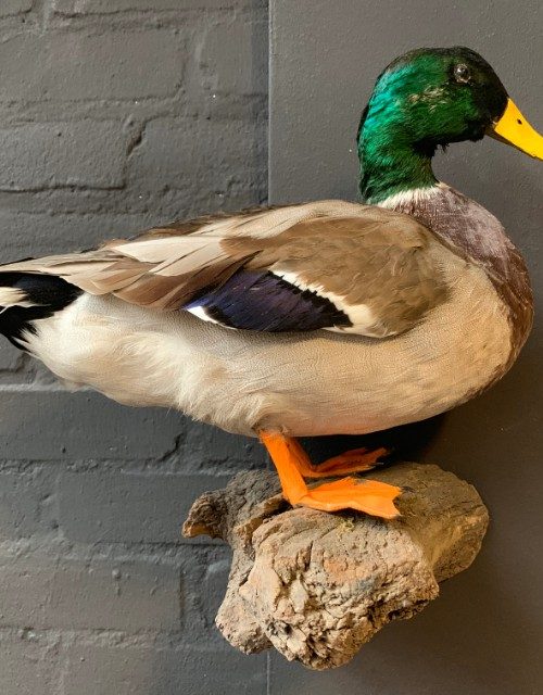 Vintage stuffed duck for hanging on the wall.