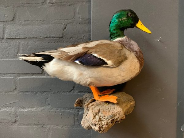 Vintage stuffed duck for hanging on the wall.