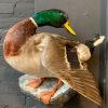 Taxidermy black-breasted goose €275,-