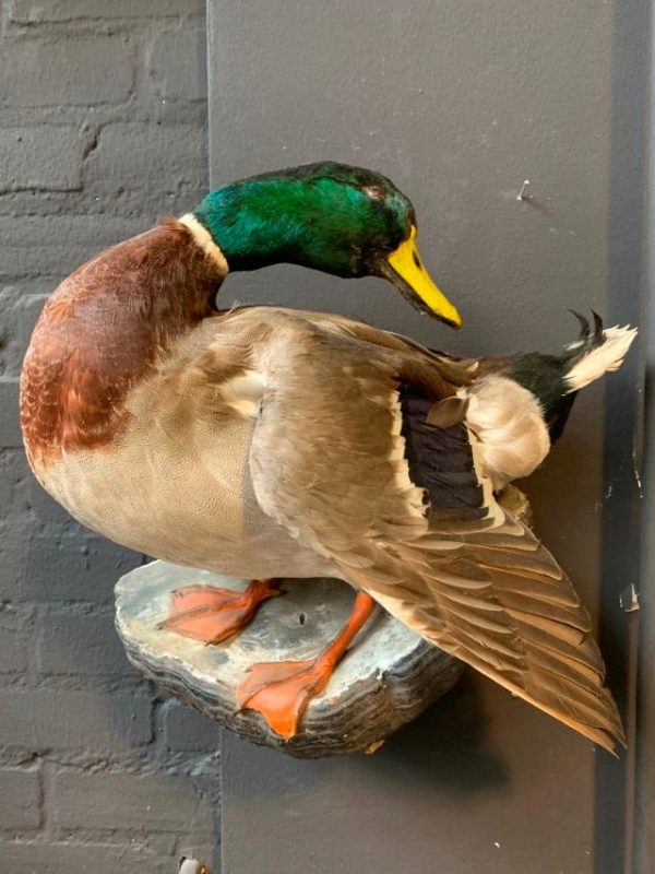 Vintage stuffed duck for hanging on the wall.