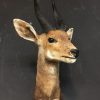 Vintage stuffed head of a bushbuck