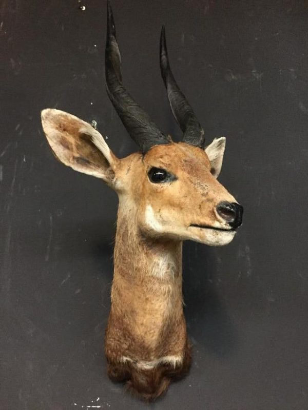 Vintage stuffed head of a bushbuck