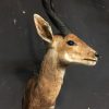 Vintage opgezette kop van een bushbuck