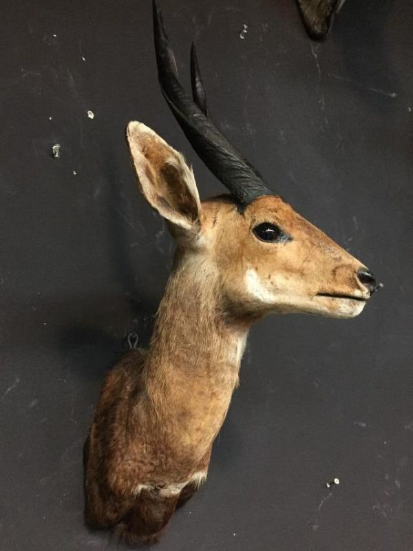 Vintage stuffed head of a bushbuck