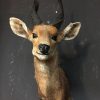 Recently stuffed head of a Scottish highlander