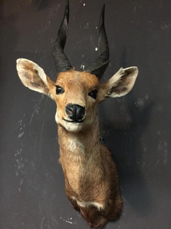 Vintage stuffed head of a bushbuck