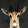 Vintage stuffed head of a grand gazelle