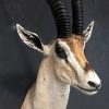 Vintage stuffed head of a grand gazelle