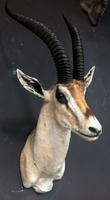 Vintage preparierter Kopf eines Grand gazelle