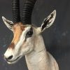 Vintage stuffed head of a grand gazelle