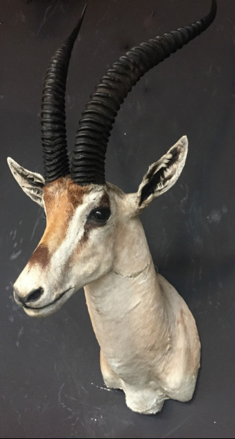 Vintage opgezette kop van een grand gazelle
