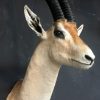 Vintage stuffed head of a grand gazelle