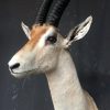 Vintage stuffed head of a grand gazelle