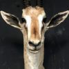 Ausgestopfter Kopf eines grand Gazelle