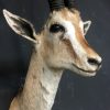 Vintage stuffed head of a grand gazelle